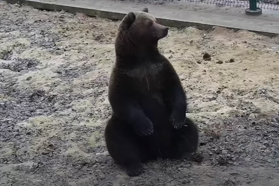 A brown bear sitting