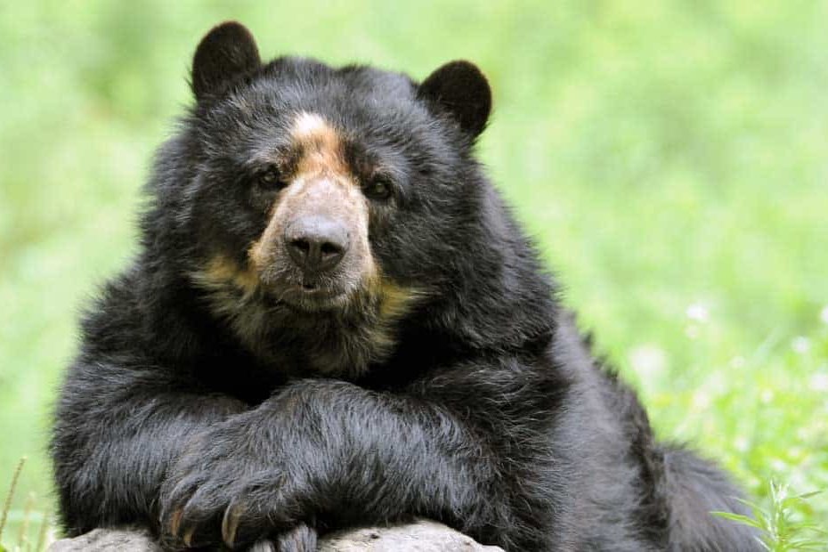 Andean bear sitting with crossed paws