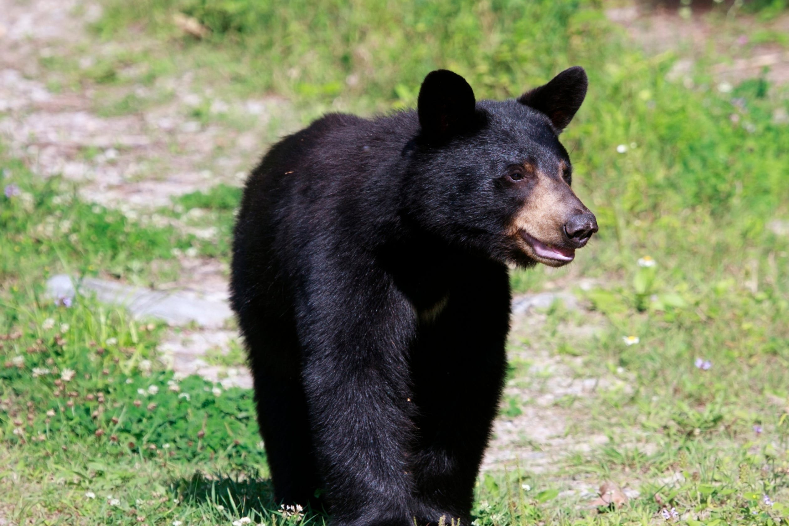 black bear walking in field