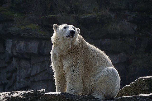 A polar bear playing with a stick