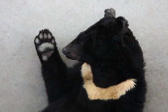 Asiatic black bear with paw raised