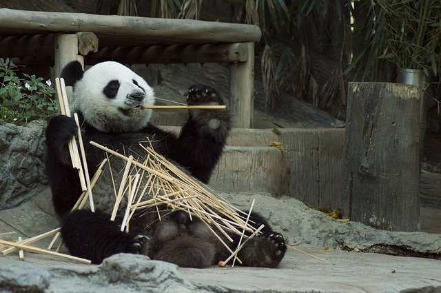 A panda eating bamboo