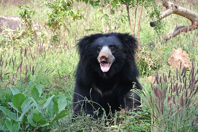 Sloth bear in vegitation