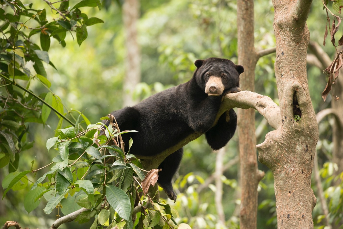 A sun bear in a tree